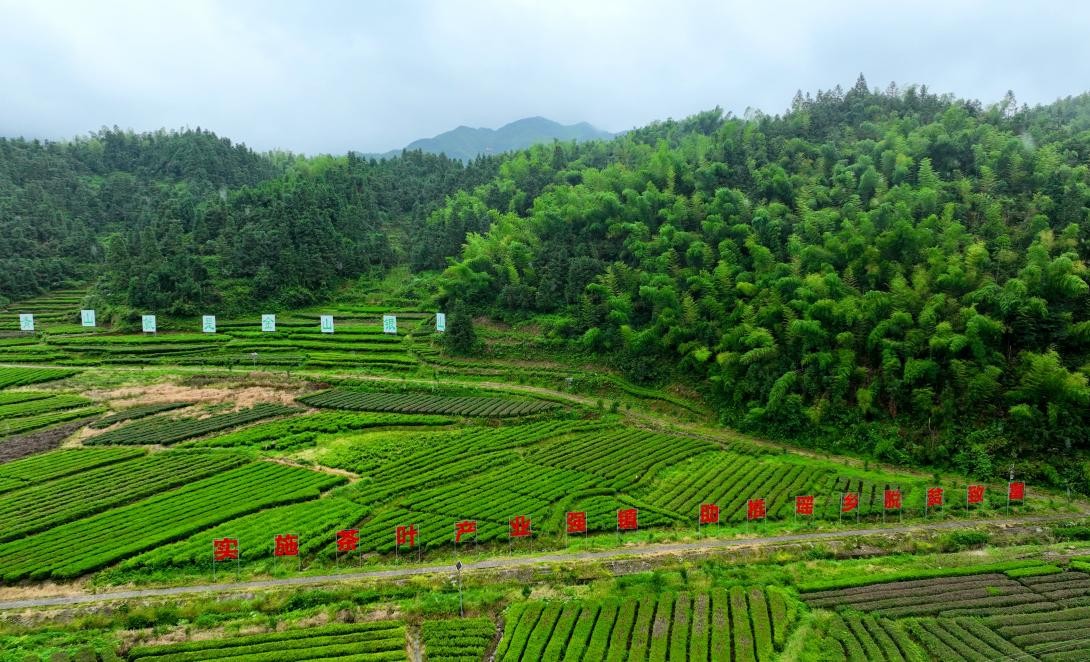 ”示范品牌】 南岳云雾：五岳唯一 聚势腾飞旗舰厅app【2023湖南茶叶“三茶统筹(图7)